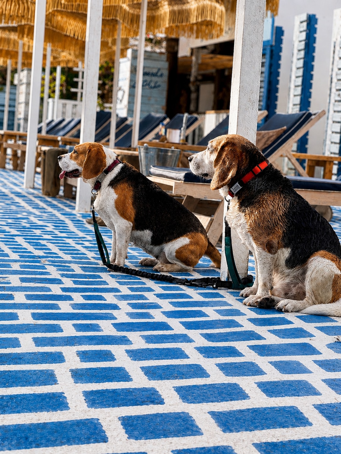 Two dogs on the Banan Beach pool deck